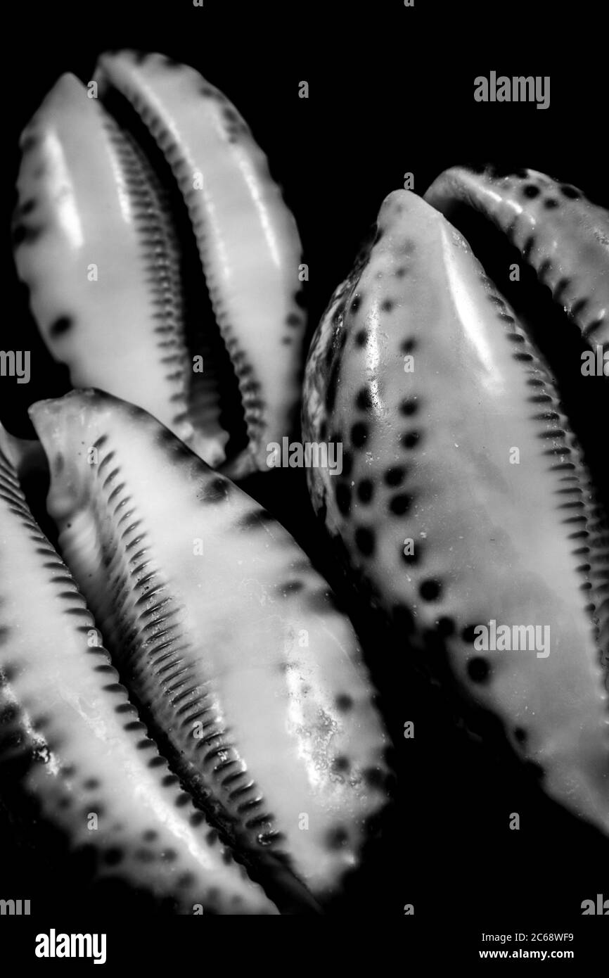 Photographie en noir et blanc d'huîtres uniques sur une surface noire. Banque D'Images
