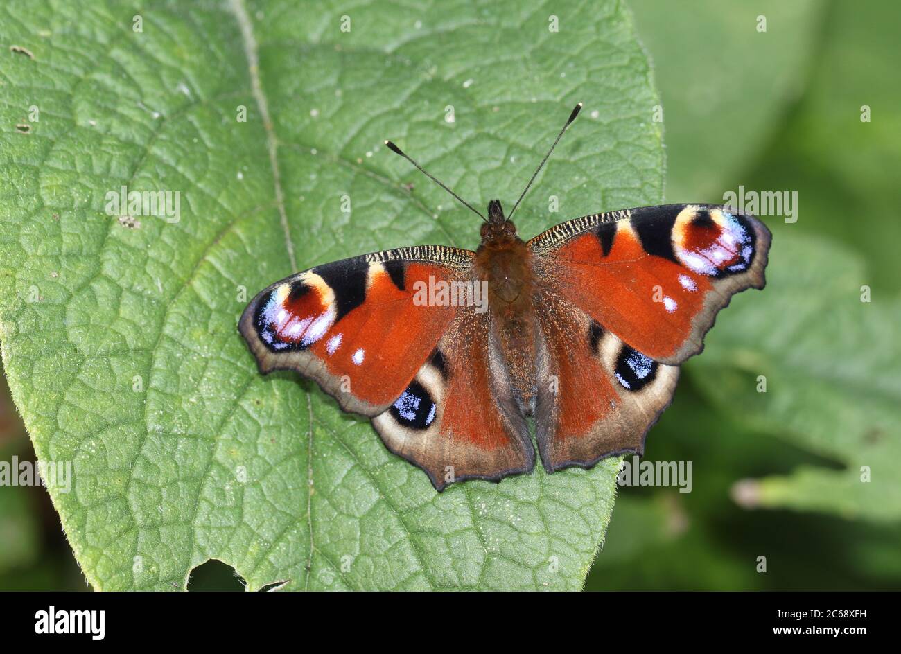 Un papillon de paon nouvellement apparu, Aglais io, perçant sur une feuille de Comfrey dans un pré. Banque D'Images