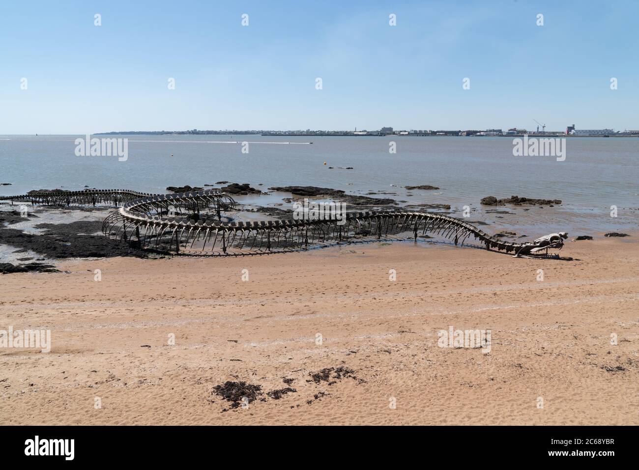 Saint-Brevin , Aquitaine / France - 04 26 2020 : Snake d'océan à Saint Brevin les pins plage de sable dans l'estuaire de la Loire sur la côte atlantique de la France Banque D'Images