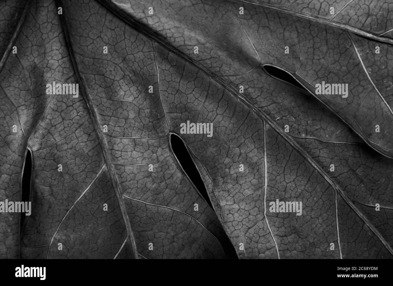 Les feuilles de l'arbre sont très visibles. Banque D'Images