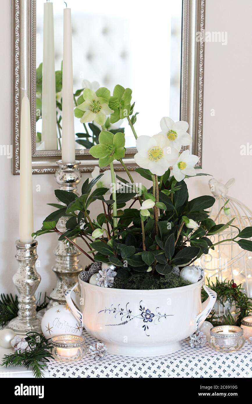 décoration d'hiver avec helleborus niger dans la soupe reen Banque D'Images