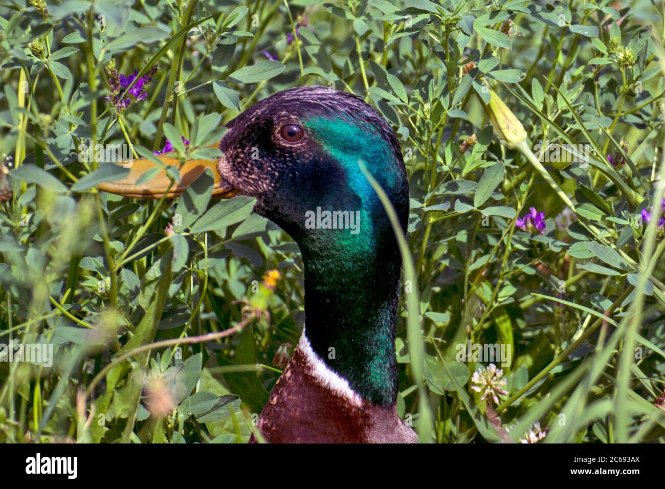 Un canard de lac solitaire sur la rive. Le canard se baigne et se repose avant d'entrer dans l'eau. Banque D'Images