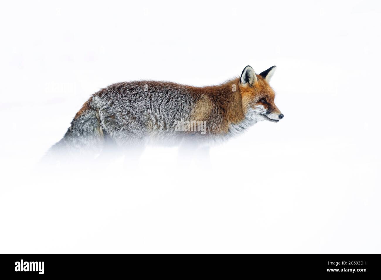 Renard roux (Vulpes vulpes) dans la neige pendant l'hiver froid dans les Alpes du nord de l'Italie. À pied à la recherche de quelque chose à manger. Banque D'Images