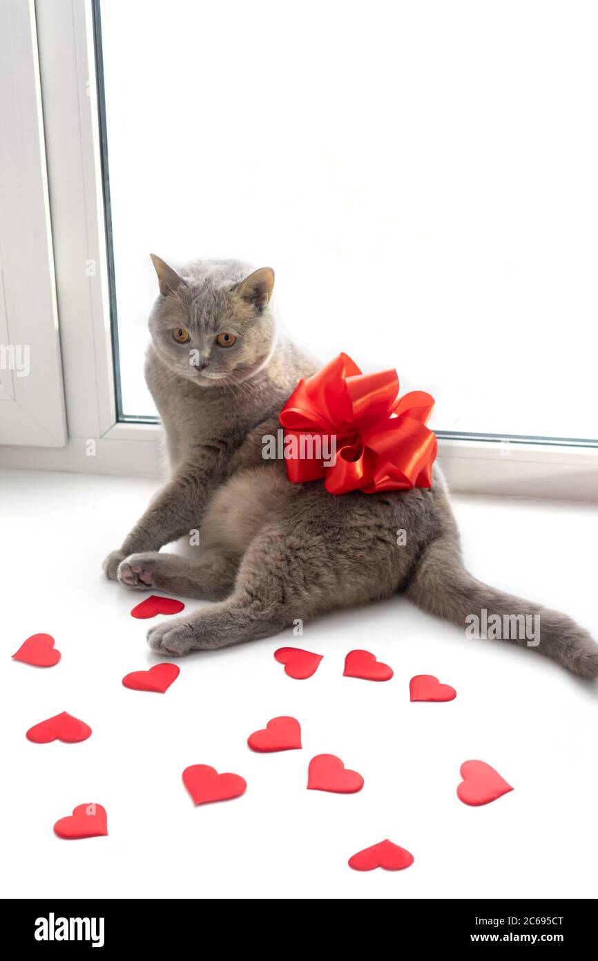 Le chat lilas britannique avec des coeurs rouges et un gros noeud rouge. Accueil dans le seuil de la fenêtre, vertical. Comme présent, concept de jour de Saint Valentin. Banque D'Images