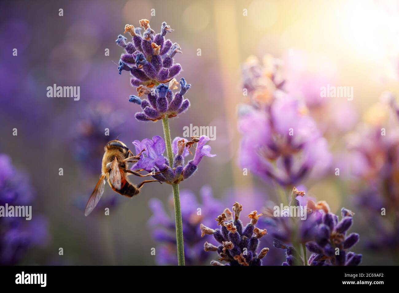 Jour de travail dans la nature. Les abeilles diligentes récoltent le pollen de la fleur de lavande pourpre pour faire du miel en été. Macro-image rapprochée Banque D'Images