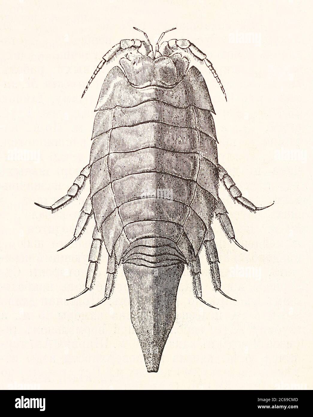 Cafard de mer - Glyptonotus s. Idothea entomon. Gravure du XIXe siècle. Banque D'Images