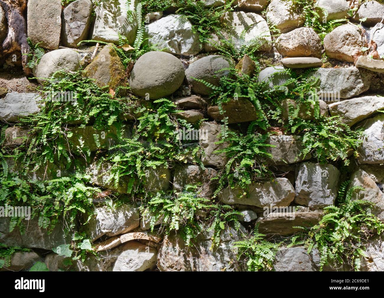 Gros plan d'un mur extérieur en pierre avec la fougères qui poussent parmi les rochers Banque D'Images