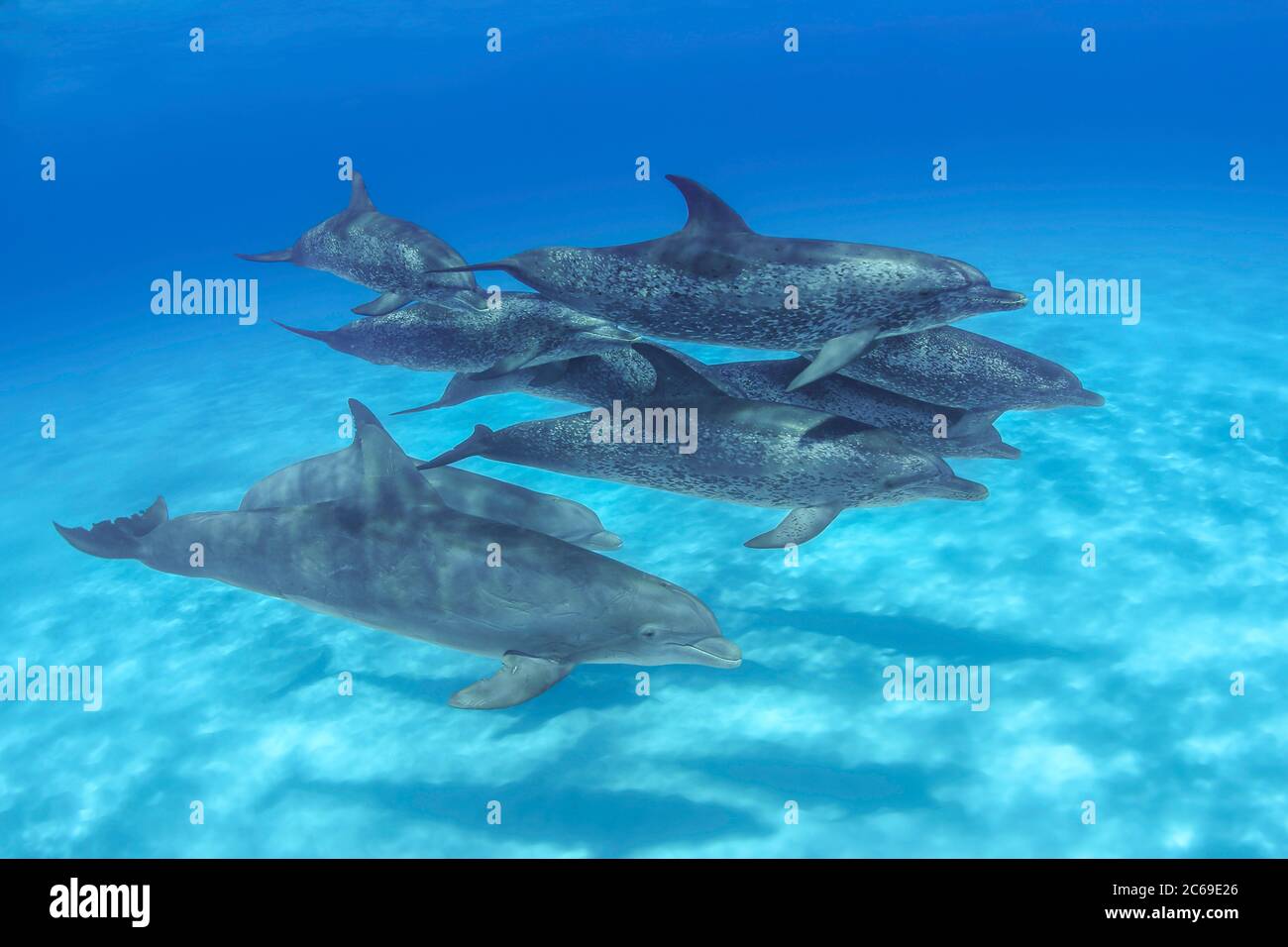 M. Fleetham a passé un après-midi à photographier ce dauphin tacheté de l'Atlantique, Stenella plagiodon. Pendant les quelques heures dans l'eau un groupe de ATL Banque D'Images