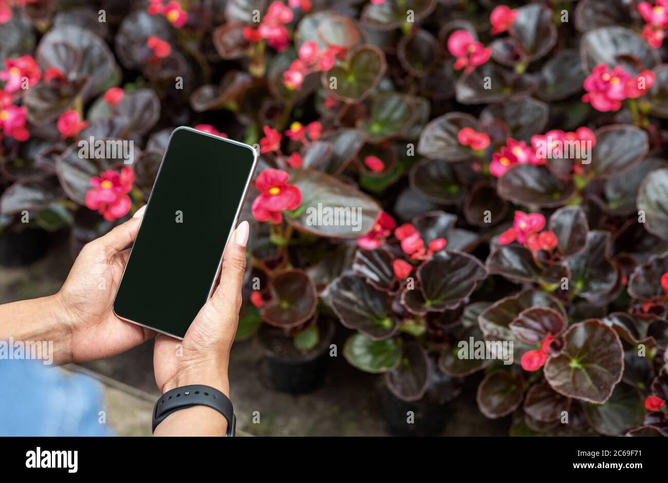 Vente industrielle de fleurs. Mains de fille tenant smartphone avec écran vide, près de plantation de fleurs dans des pots Banque D'Images Vente industrielle de fleurs. Mains de fille tenant smartphone avec écran vide, près de plantation de fleurs dans des pots Banque D'Images