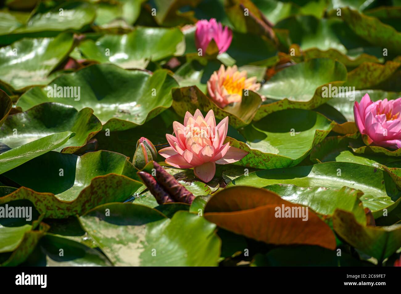 Nénuphars rouges AKA Nymphaea alba F. rosea dans un lac Banque D'Images