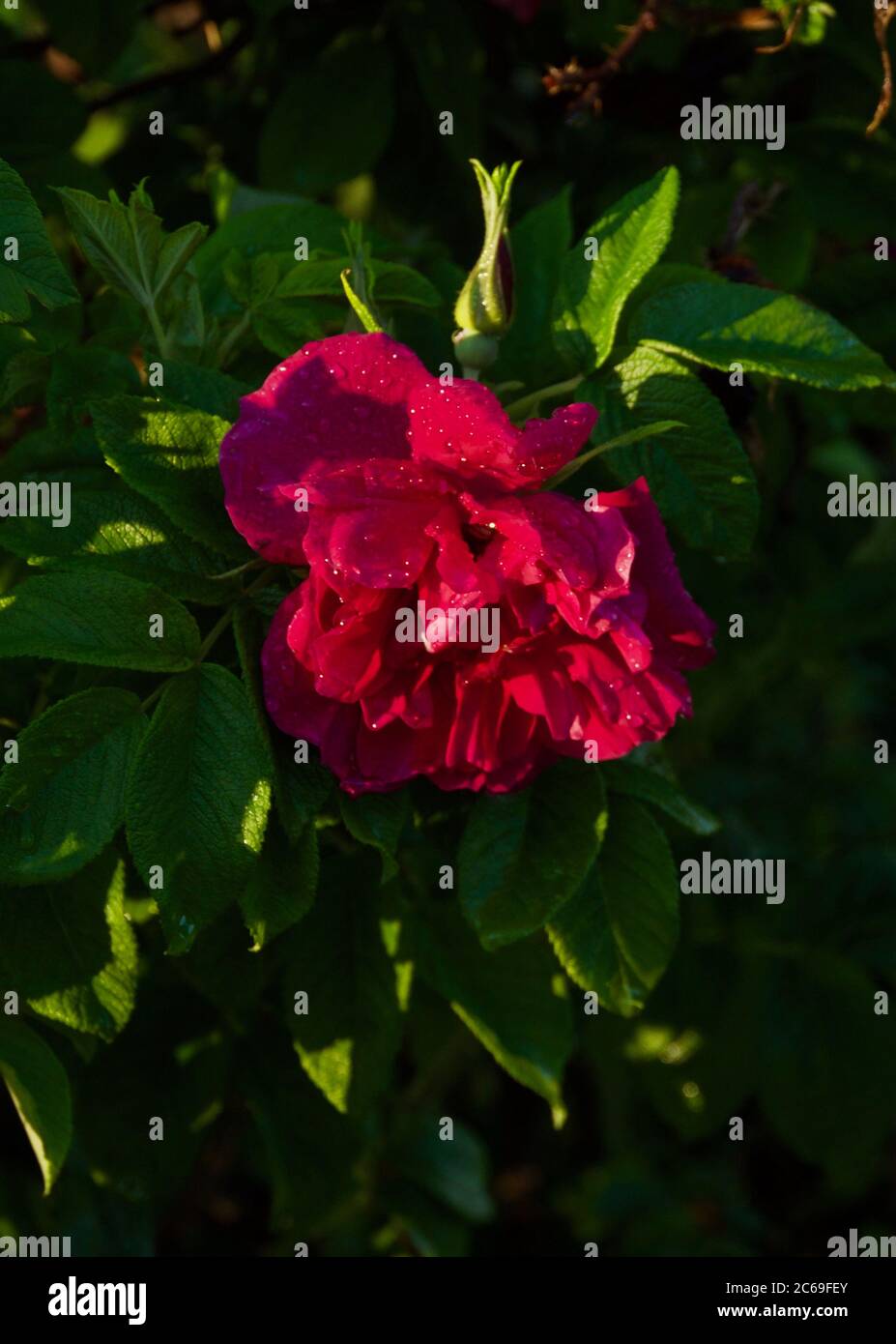 Abeille pollinisante rose de Briar (Rosa rubiginosa) Banque D'Images