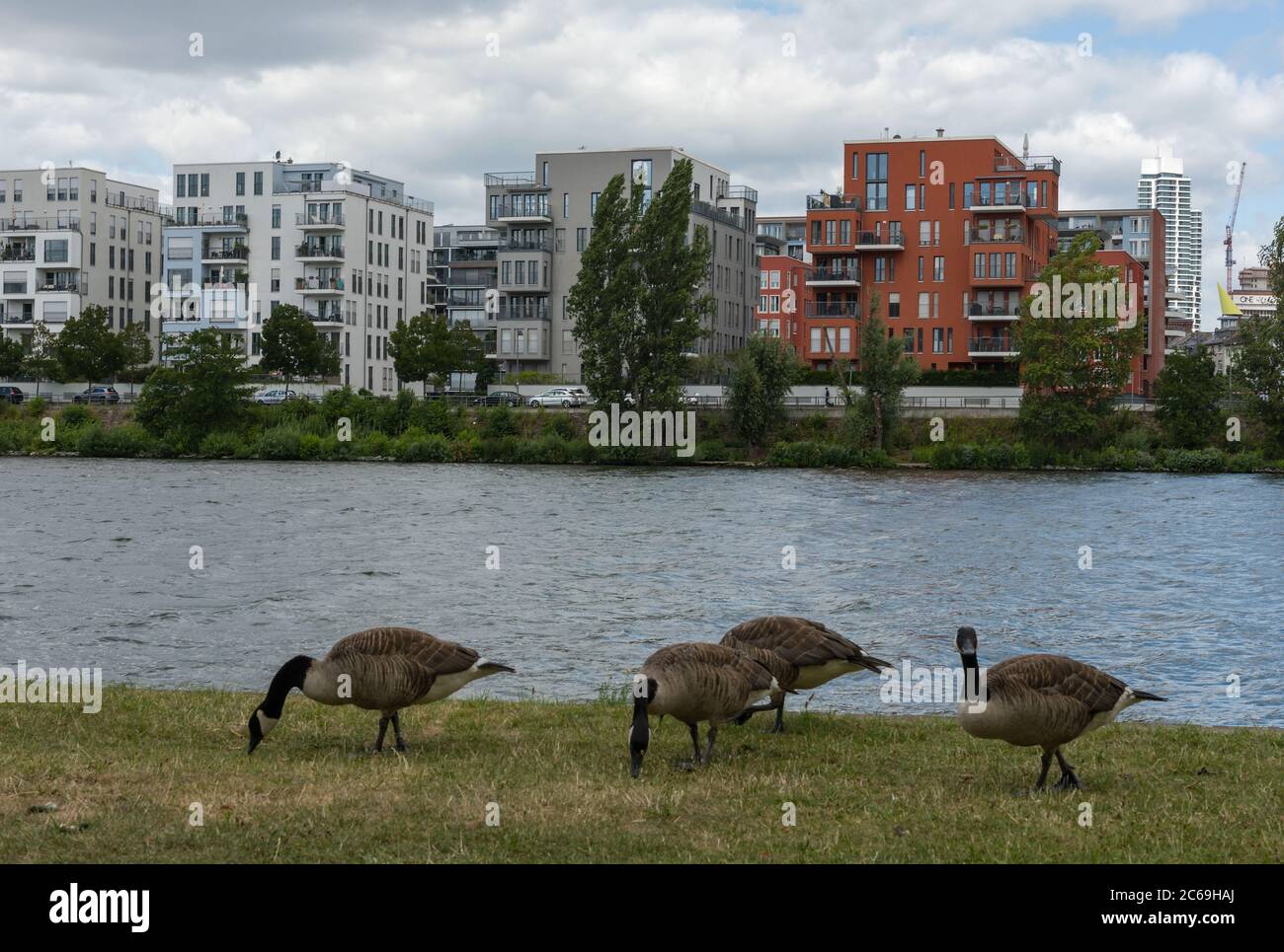 Bernache du Canada sur les rives de la rivière main à Francfort-sur-le-main, en Allemagne Banque D'Images