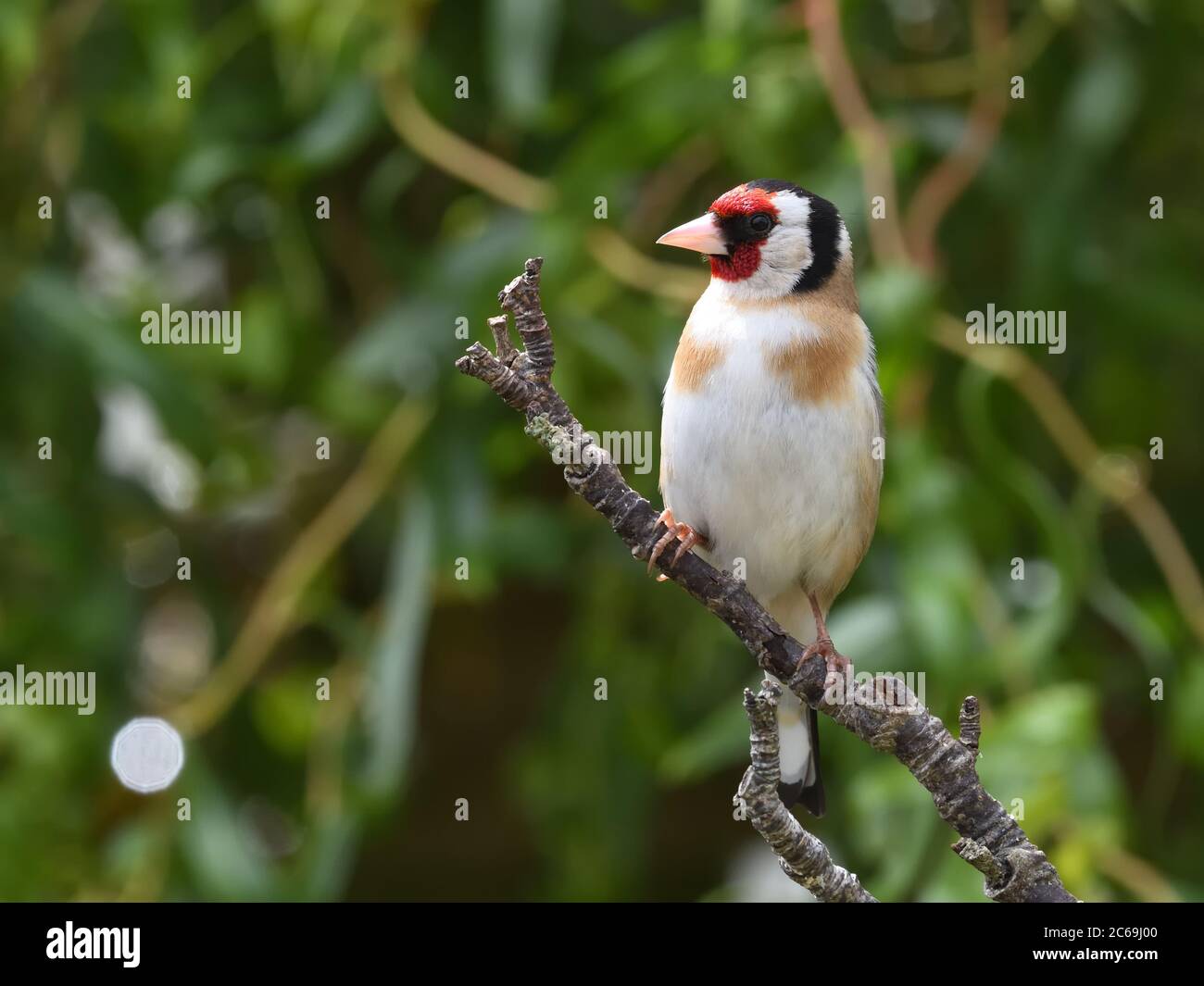 Le golfin européen (mâle) est un petit oiseau de passereau de la famille finch, originaire d'Europe et commun ici à Glasgow, en Écosse, au Royaume-Uni Banque D'Images