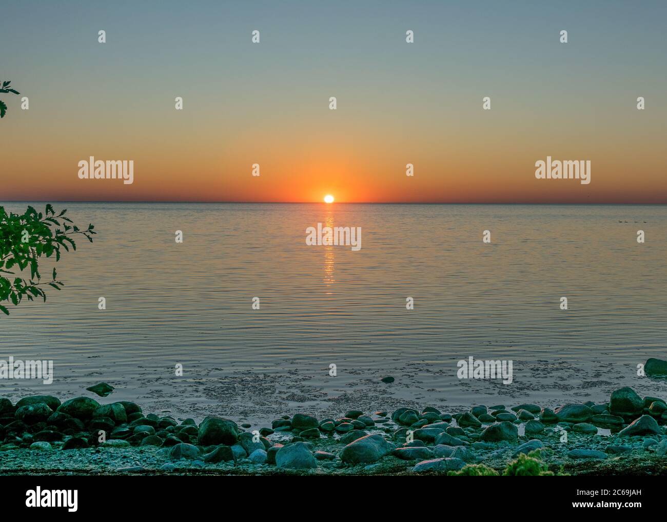 Magnifique paysage de coucher de soleil d'été avec le chou de mer, Crambe maritima, qui pousse sur la côte de l'île estonienne de Saarema, Cap Undva, Tagamois Banque D'Images