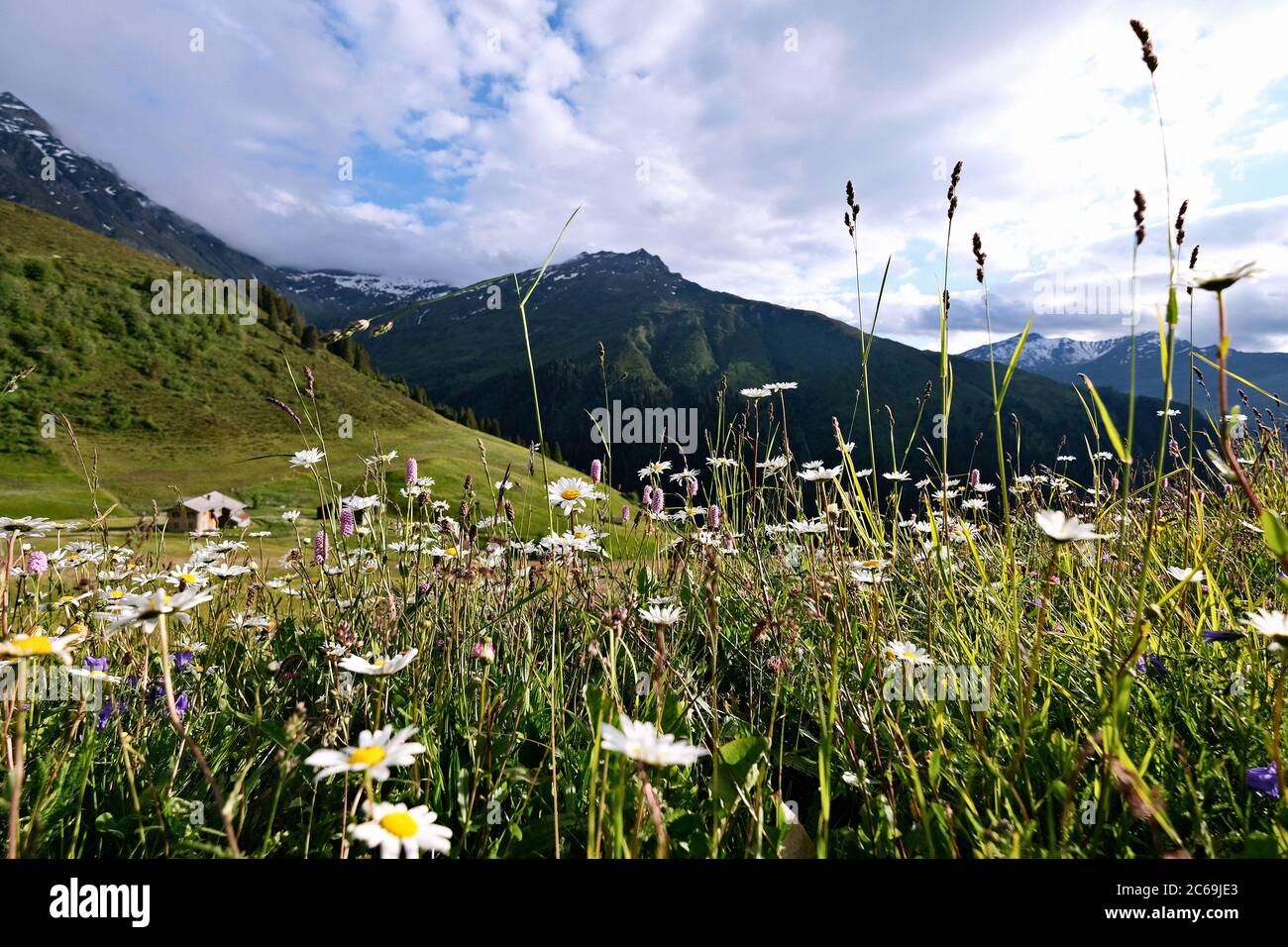 Prairie fleurie avec pâquerettes à Glaspass, parc naturel Beverin, canton des Grisons, Suisse. Banque D'Images