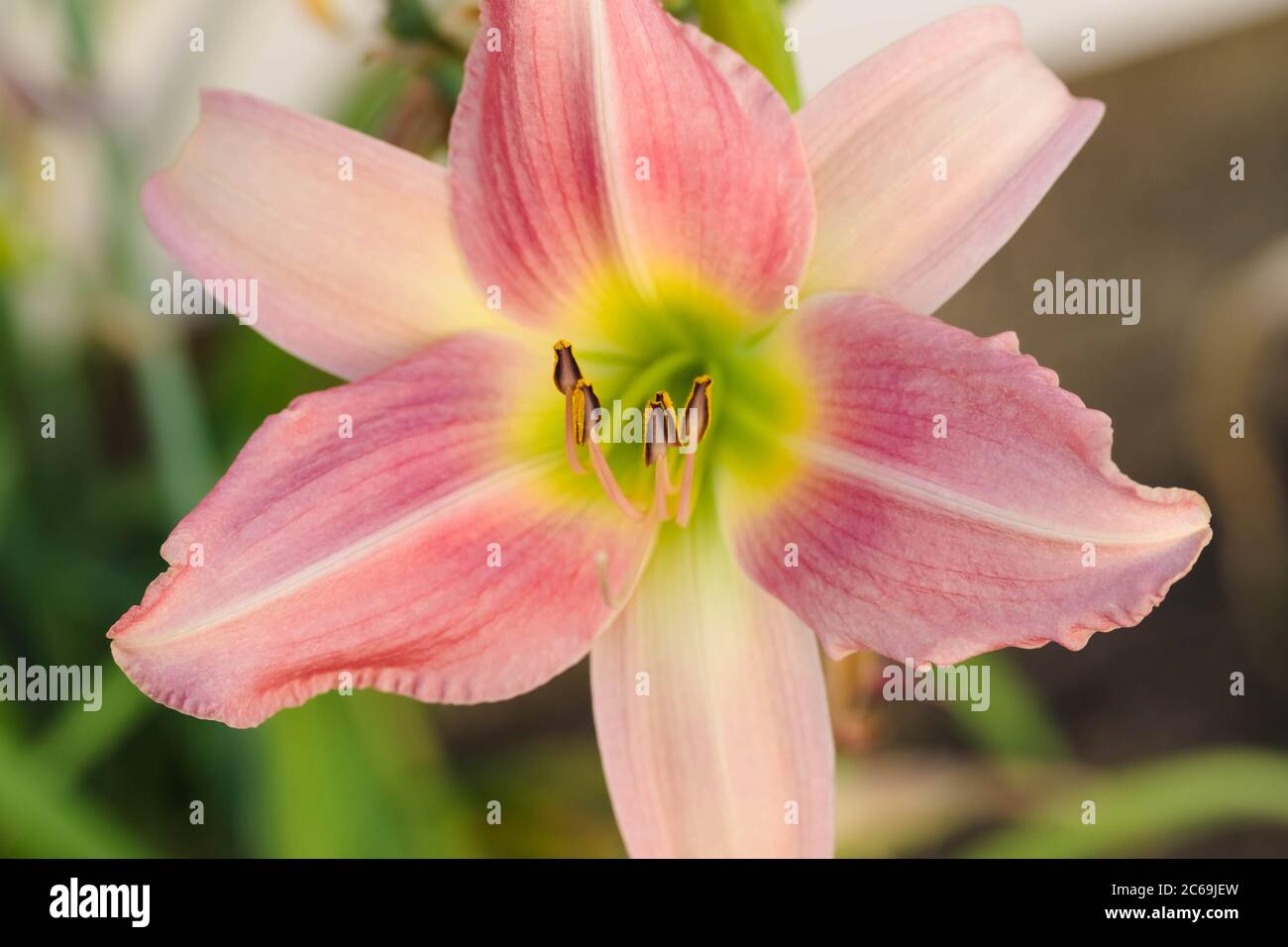 Un autre Lily rose et jaune se bloquant dans le jardin Lily Banque D'Images