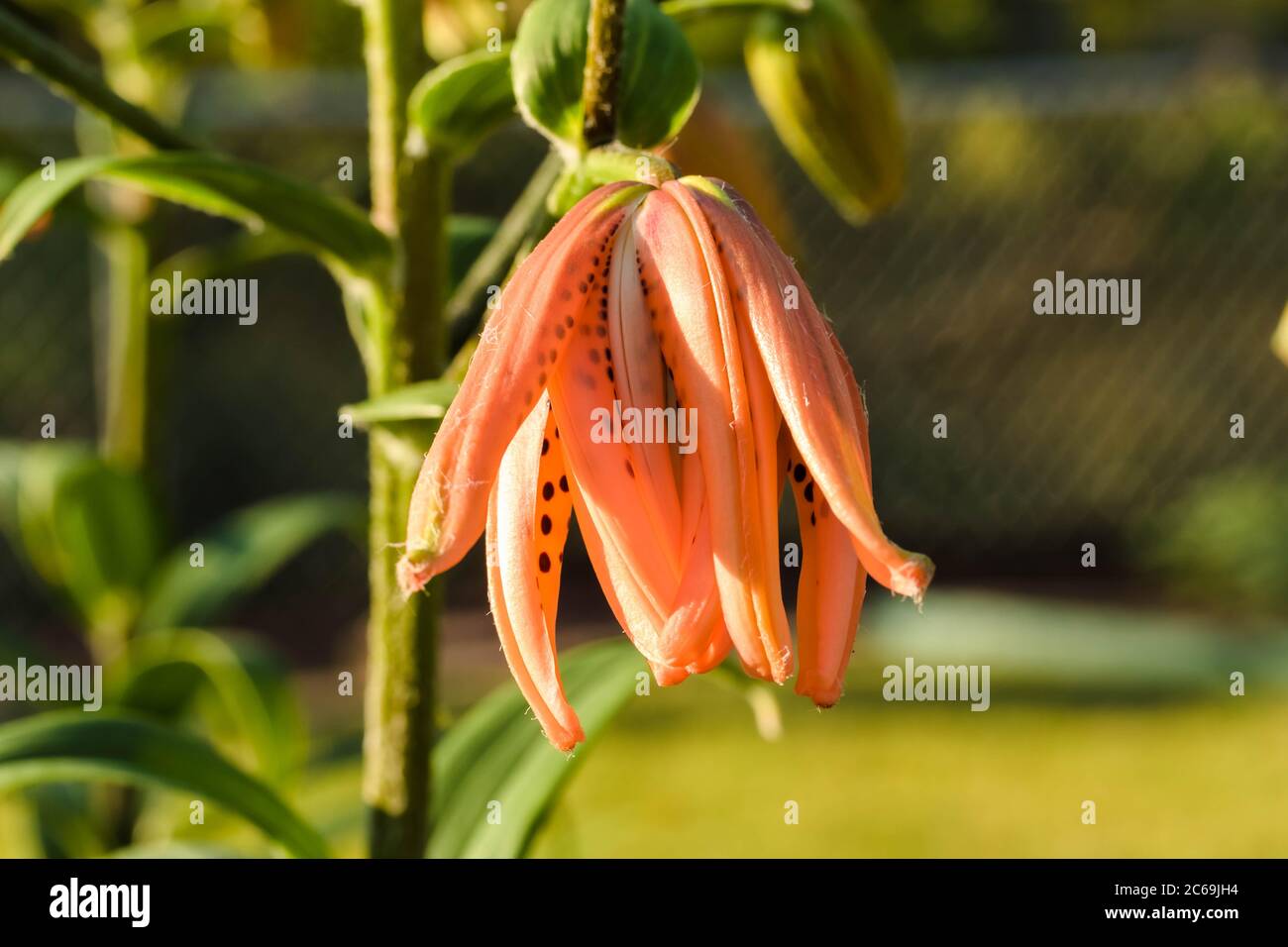Gros plan d'un Lily tigre s'ouvrant lentement à la lumière de l'aube Banque D'Images