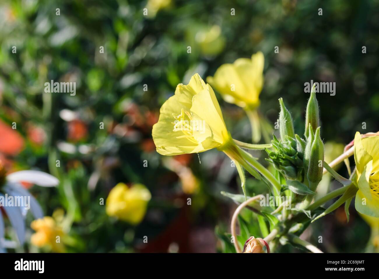 gros plan sur une fleur jaune d'onagre en soirée Banque D'Images