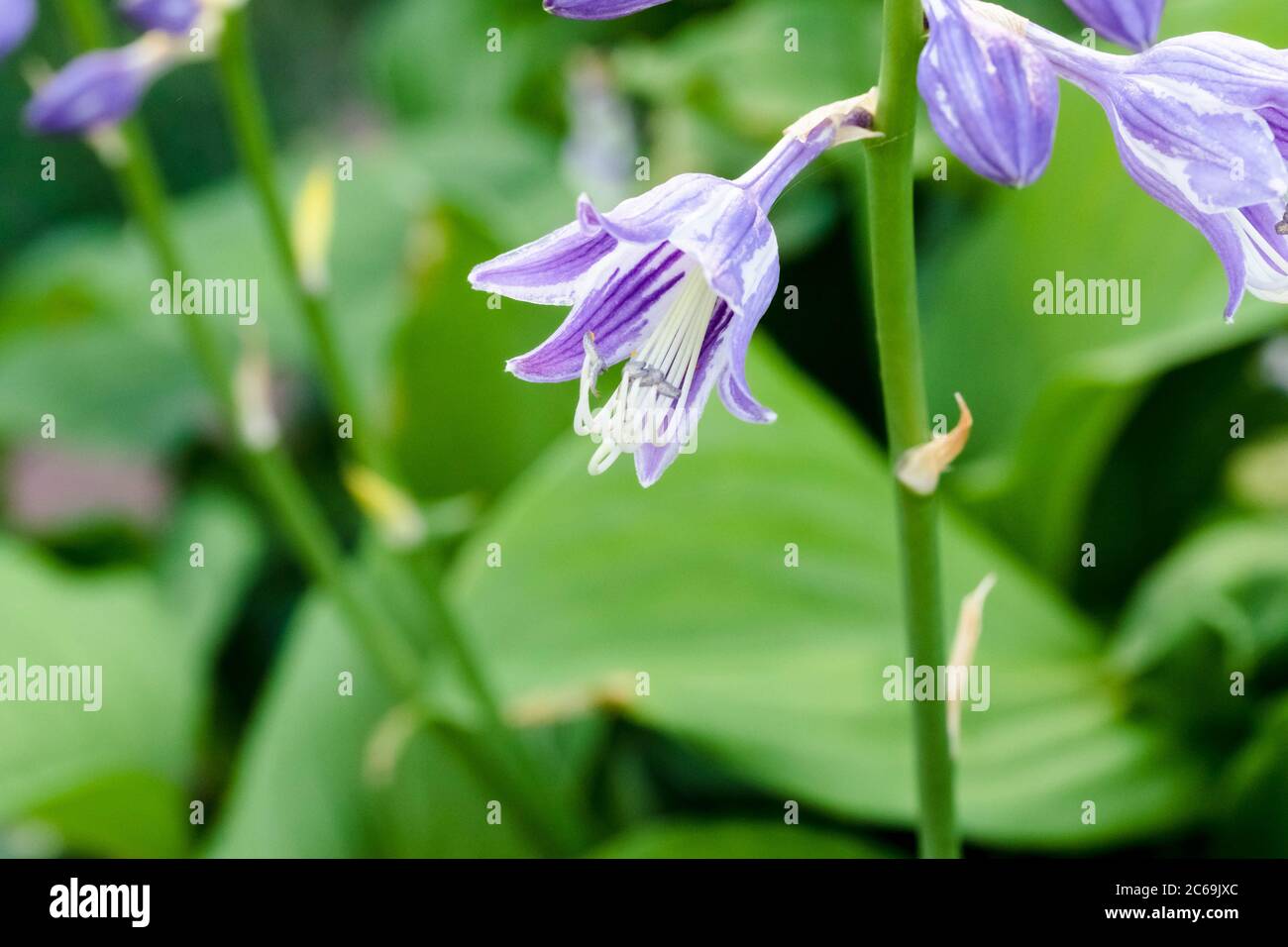 Vue latérale d'une plante Hosta lavande qui fleurisse Banque D'Images