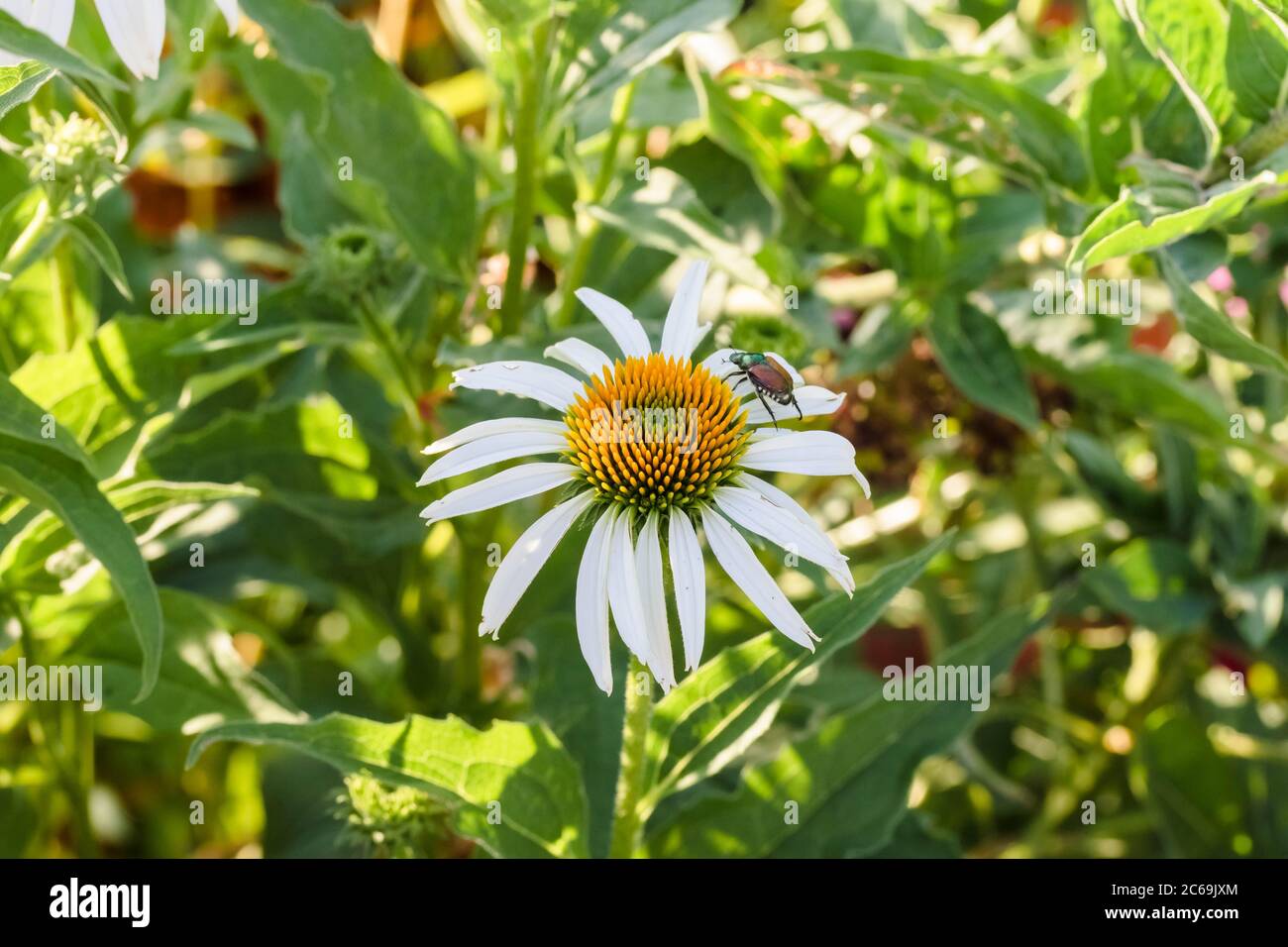 Marguerite blanche dans le jardin est et coléoptère japonais Banque D'Images