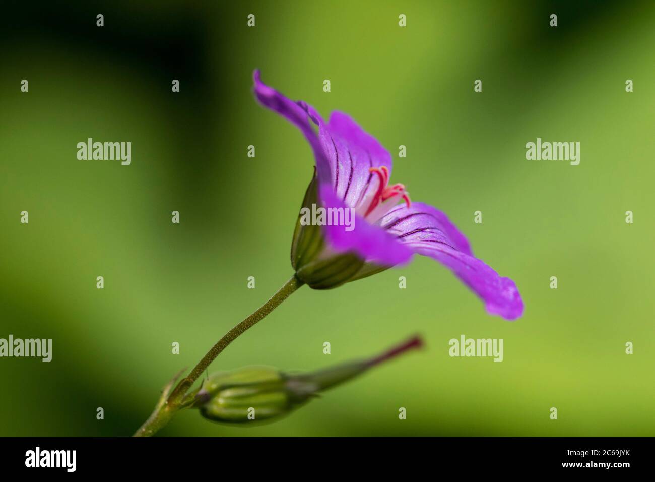 Géranium de Hardy (Geranium nodosum), fleur, vue latérale, pays-Bas Banque D'Images