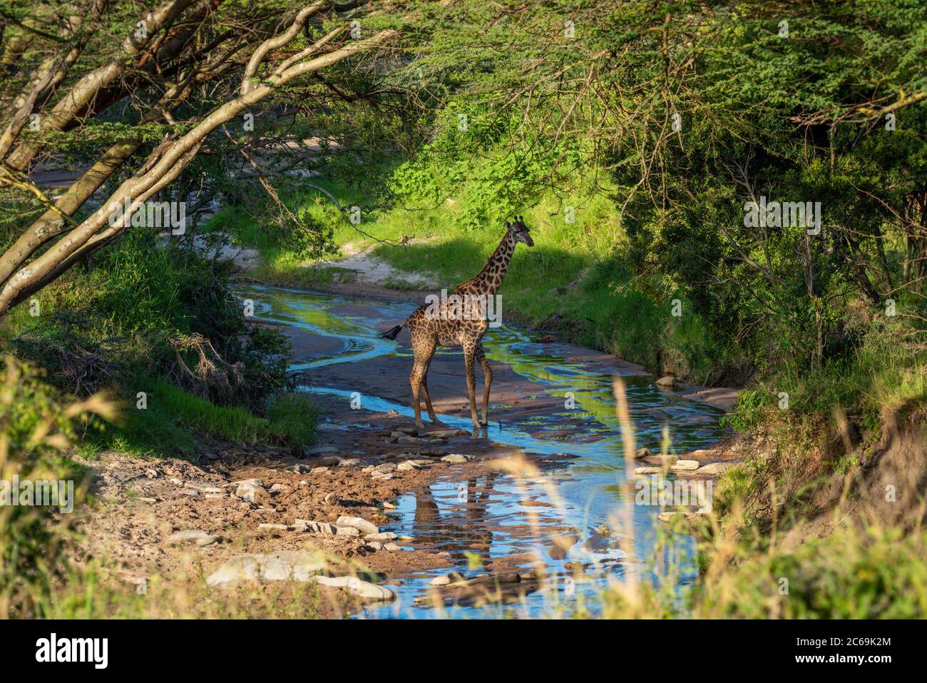 La girafe Masai traverse un ruisseau peu profond dans les bois Banque D'Images