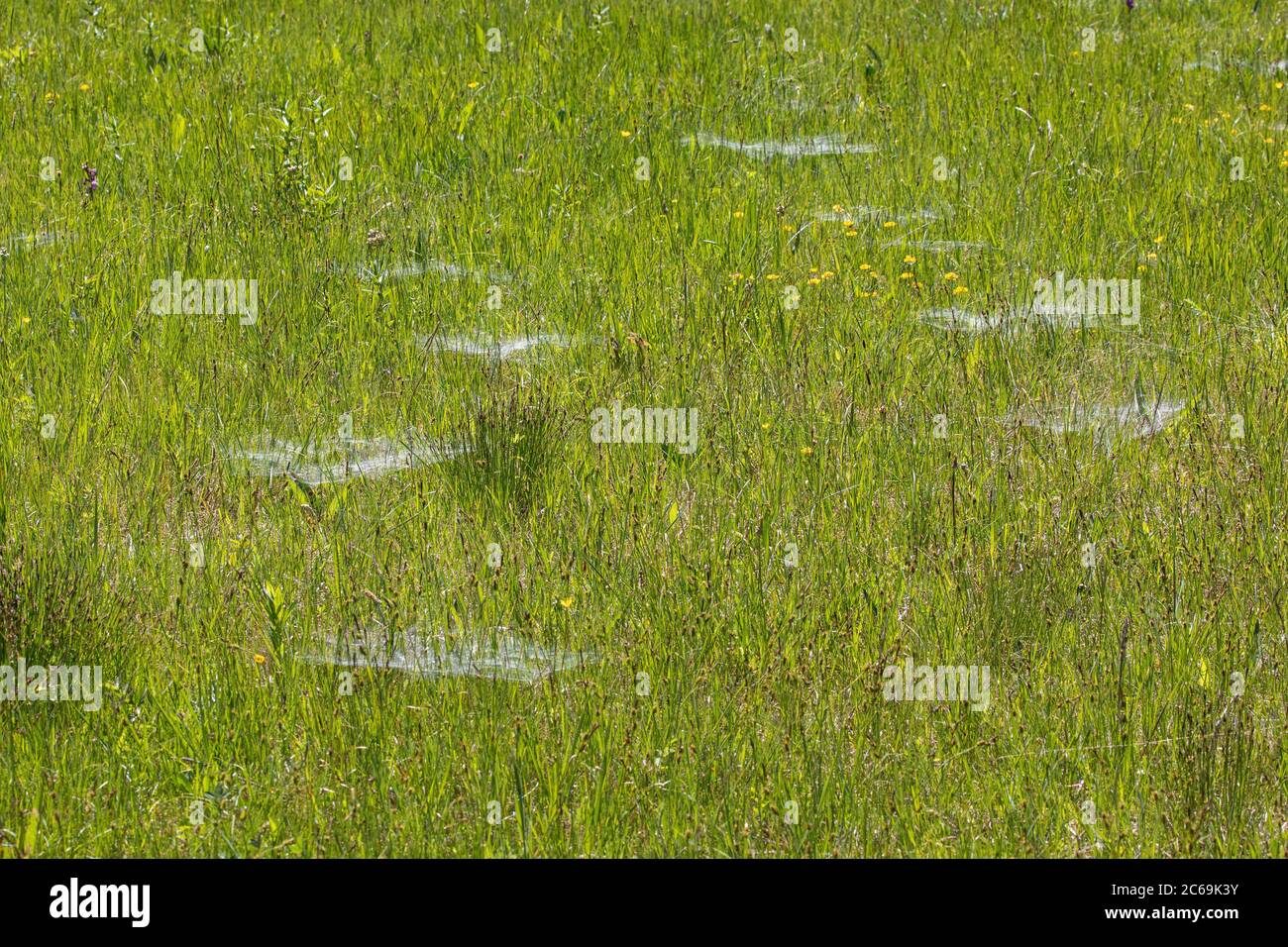 Herbe à l'entonnoir-tisserand, araignée labyrinthe (Agelena labyrinthica), prairie de marais avec plusieurs toiles de tube, Allemagne, Bavière, Staffelseemoore Banque D'Images