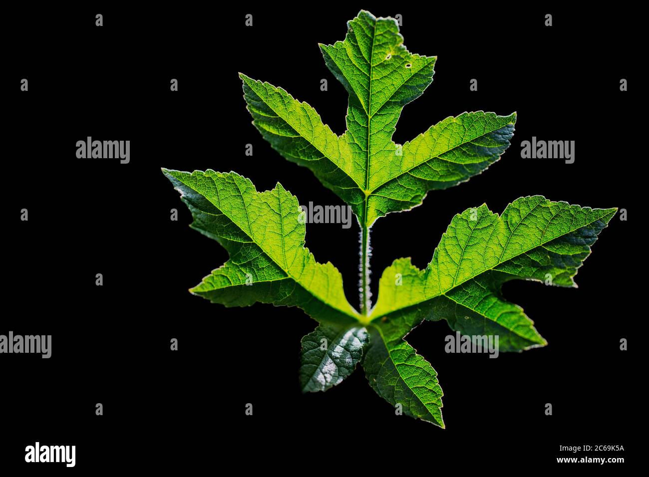 Panais de vache, Hogweed commun, Hogweed, panais de vache américain (Heracleum sphondylium), feuille en contre-jour sur fond noir, pays-Bas, Frison Banque D'Images