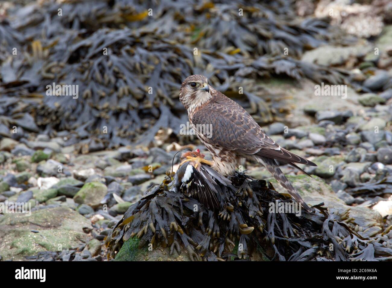 merlin (Falco columbarius), hivernage, mangeant d'un cheffin commun capturé, pays-Bas, Zélande Banque D'Images