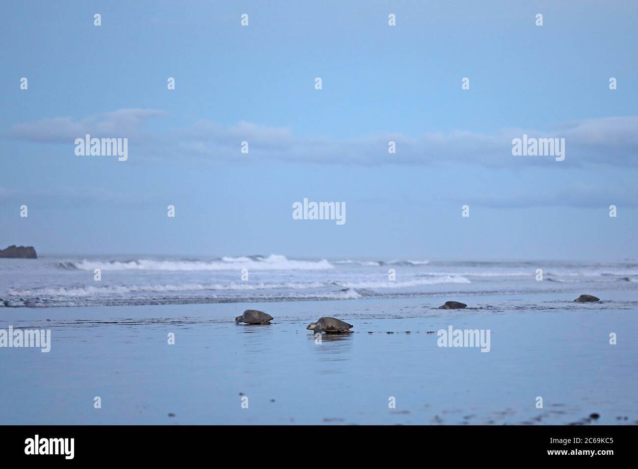 Olive ridley sea turtles Banque de photographies et d’images à haute ...