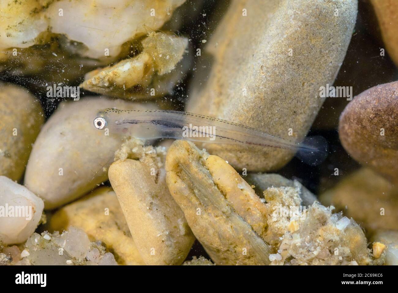 nase (Chondrostoma nasus), lave peu de temps avant de nager libre entre les galets, Allemagne Banque D'Images