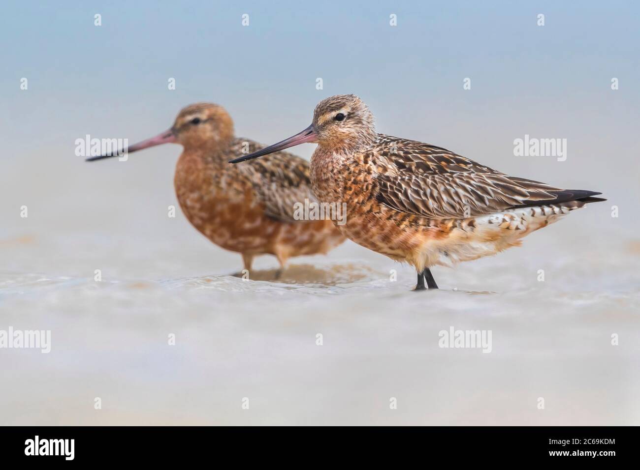 Godwit à queue de bar (Limosa lapponica), couple de recherche dans la marge de lavage, vue latérale, Maroc, Dakhla-Oued Ed Dahab Banque D'Images