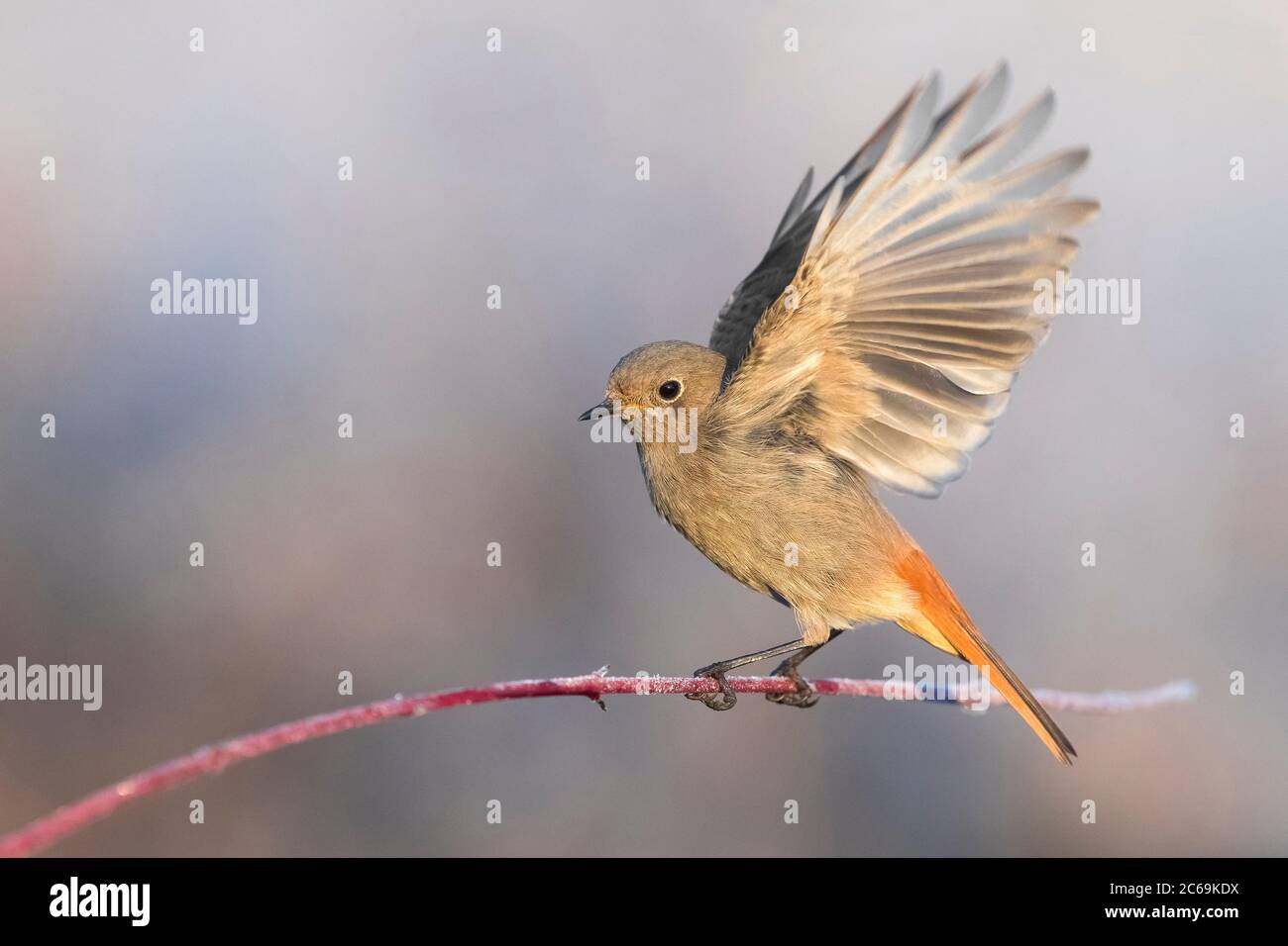 Gibraltar Black redstart (Phoenicurus ochruros gibraltariensis, Phoenicurus gibraltariensis), perches qui flottent des ailes sur une branche givrée, vue latérale, Italie, Stagno di Peretola Banque D'Images