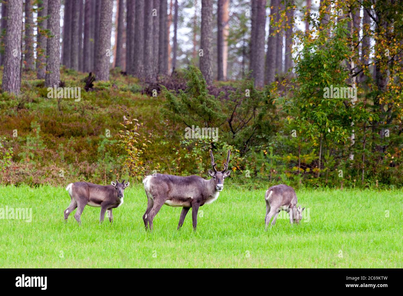 Renne européen, caribou européen (Rangifer tarandus tarandus), mâle avec deux femelles dans un champ au bord de la forêt, Finlande Banque D'Images