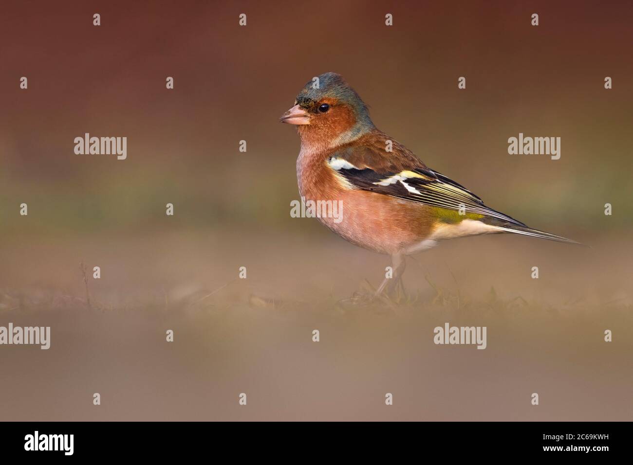Chaffinch (Fringilla coelebs), perching masculin sur le sol, Italie, Stagno di Peretola Banque D'Images
