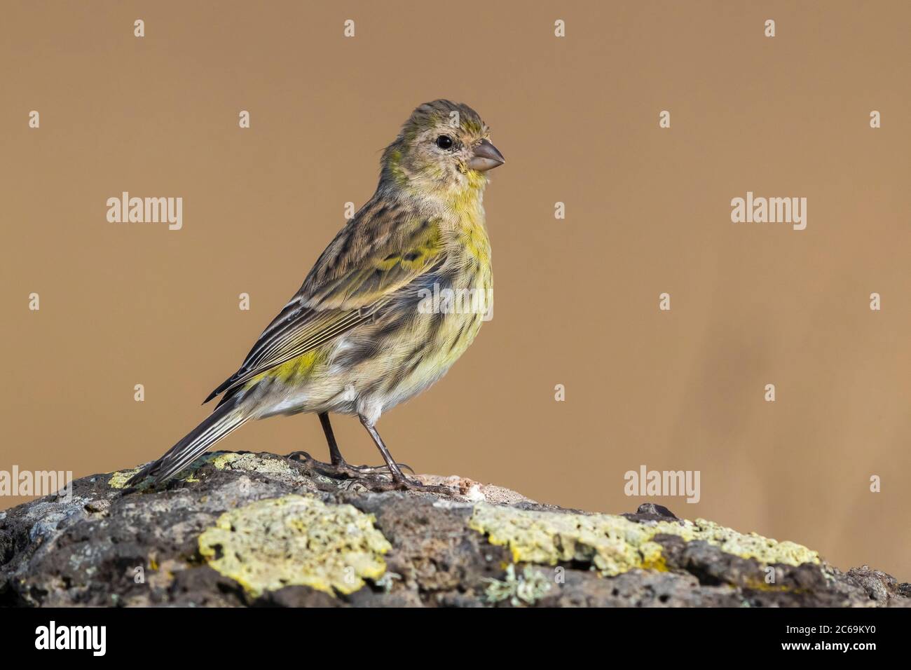 Île canari (Serinus canaria), variété sauvage, perching sur un rocher, Madère, Ponta do Rosto Banque D'Images