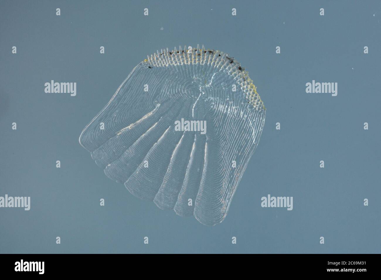 cime rayée, schraetzer, uf du Danube (Gymnocephalus schraetzer, Gymnocephalus schraetser), Scale , Allemagne Banque D'Images