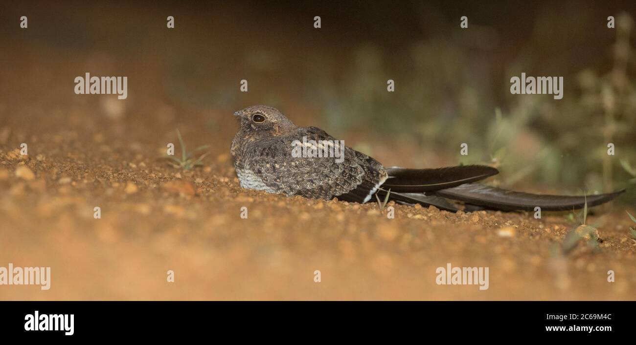 Nightjar (Caprimumgus vexillilarius), situé sur le côté de la route, Ouganda, parc national de Murchison Falls Banque D'Images