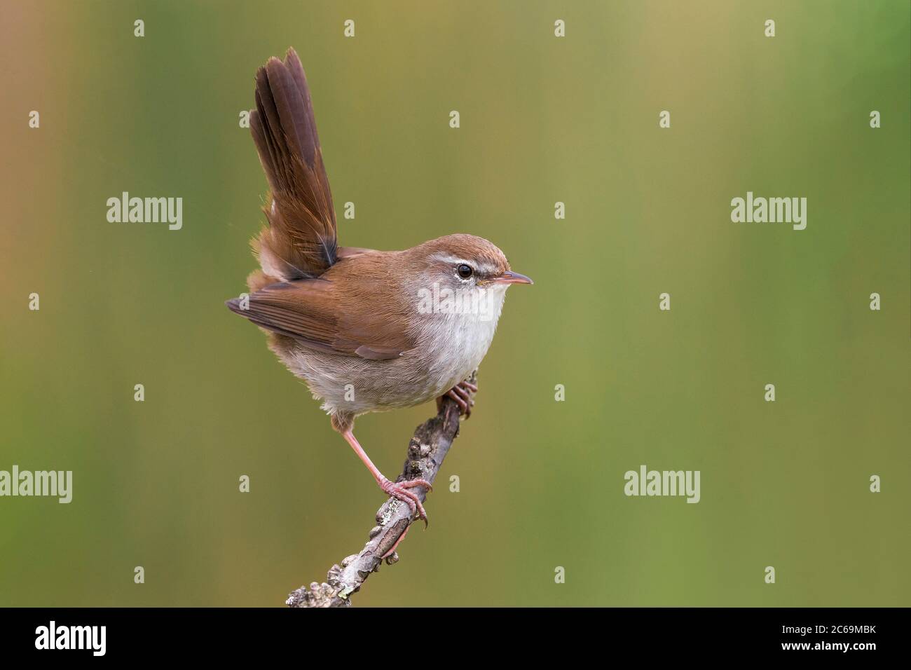 Paruline de Cetti (Cettia cetti), perching sur une branche, vue latérale, Italie, Oasi della Querciola Banque D'Images