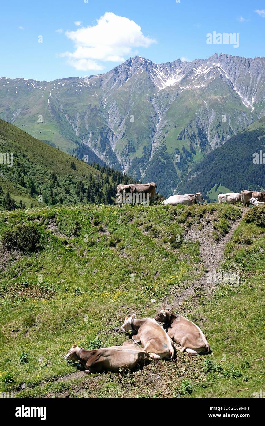 Vaches à Bischolpass, Beverin, canton des Grisons, Suisse. Banque D'Images