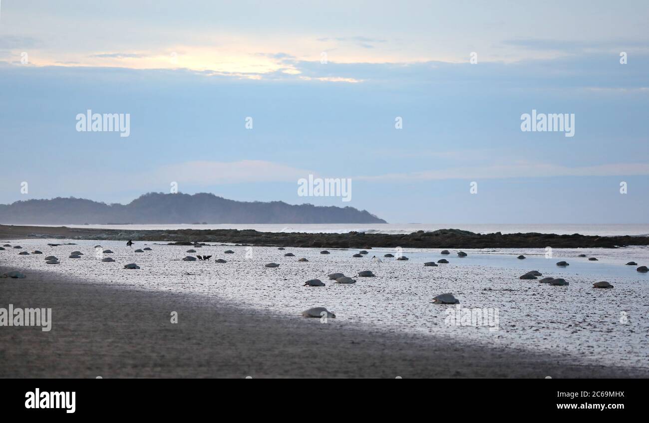 Tortues de mer ridley du pacifique Banque de photographies et d’images ...