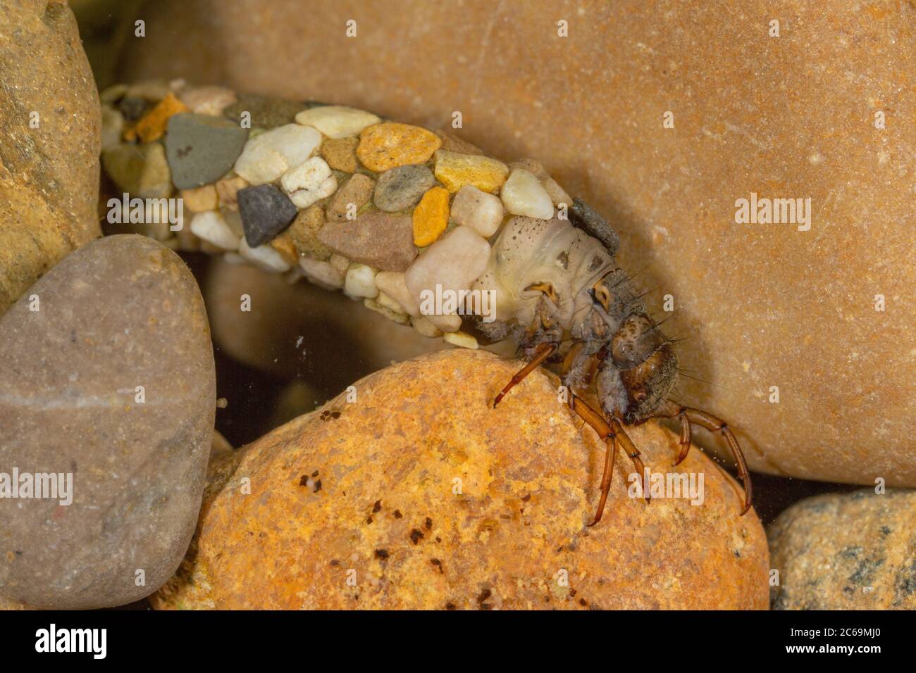 Les mouches de caddis (Trichoptera), sur des galets avec un boîtier en petites pierres, Allemagne Banque D'Images