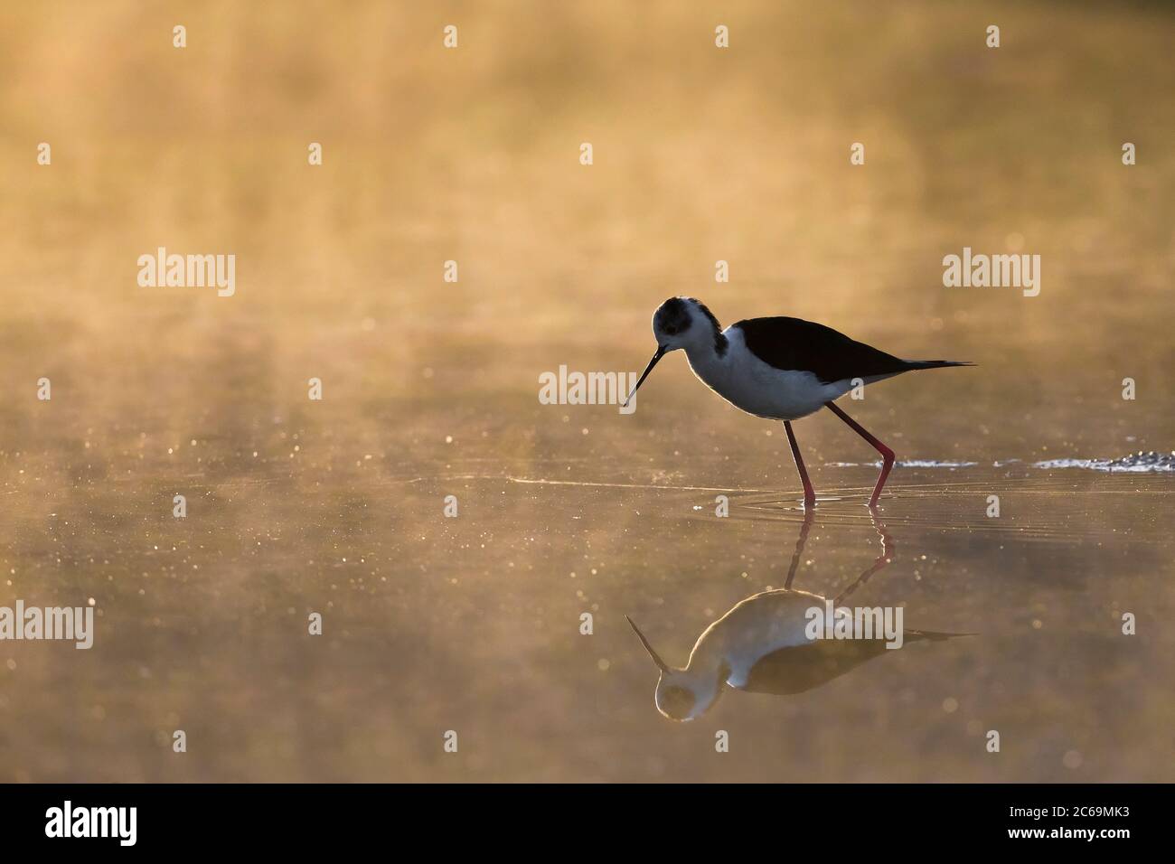 Stilt à ailes noires (Himantopus himantopus), barboter dans des eaux peu profondes quand la brume précoce se dissout, vue latérale, Italie, Oasi della Querciola Banque D'Images