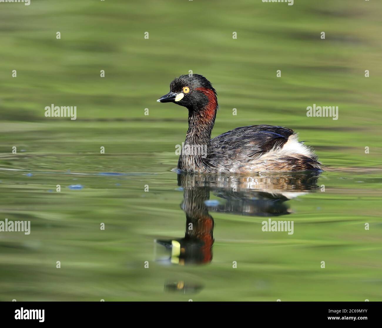 Grebe Australasian (Tachybaptus novaehollandiae) dans le Queensland en Australie. Natation dans un lac. Banque D'Images