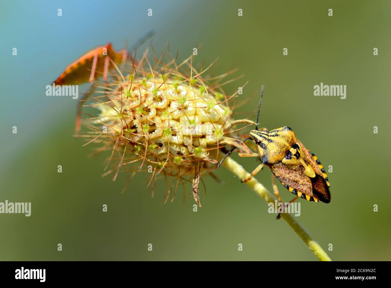 Deux bugs de macro bouclier sur fleur Banque D'Images