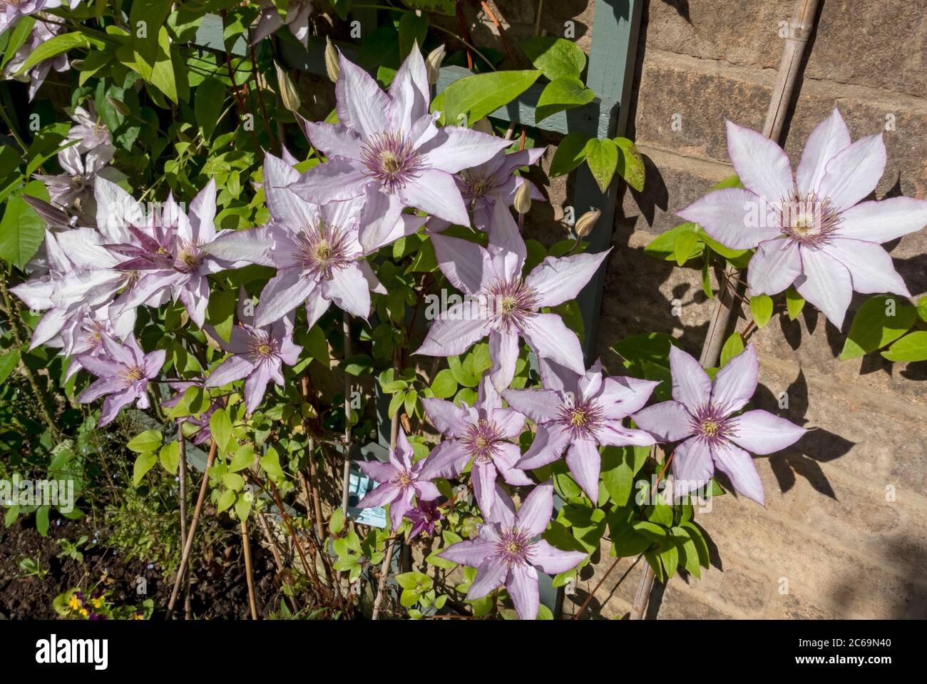 Gros plan de grimpant Clematis 'Samaritan JO' fleurs de plante fleurissant sur un mur de clôture en treillis de jardin en été Angleterre Royaume-Uni GB Banque D'Images