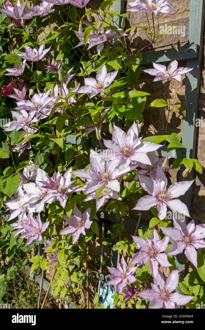 Gros plan de l'alpiniste clematis 'Samaritan JO' plante fleurs fleuries sur une clôture de treillis sur un mur dans le jardin Angleterre Royaume-Uni GB Banque D'Images