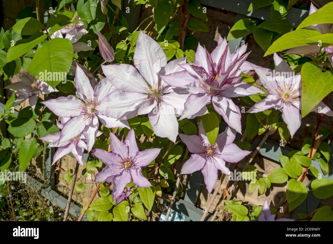 Gros plan de grimpant clématites 'Samaritan JO' fleurs de fleur de plante fleurissant sur une clôture de treillis de mur de jardin en été Angleterre Royaume-Uni Banque D'Images