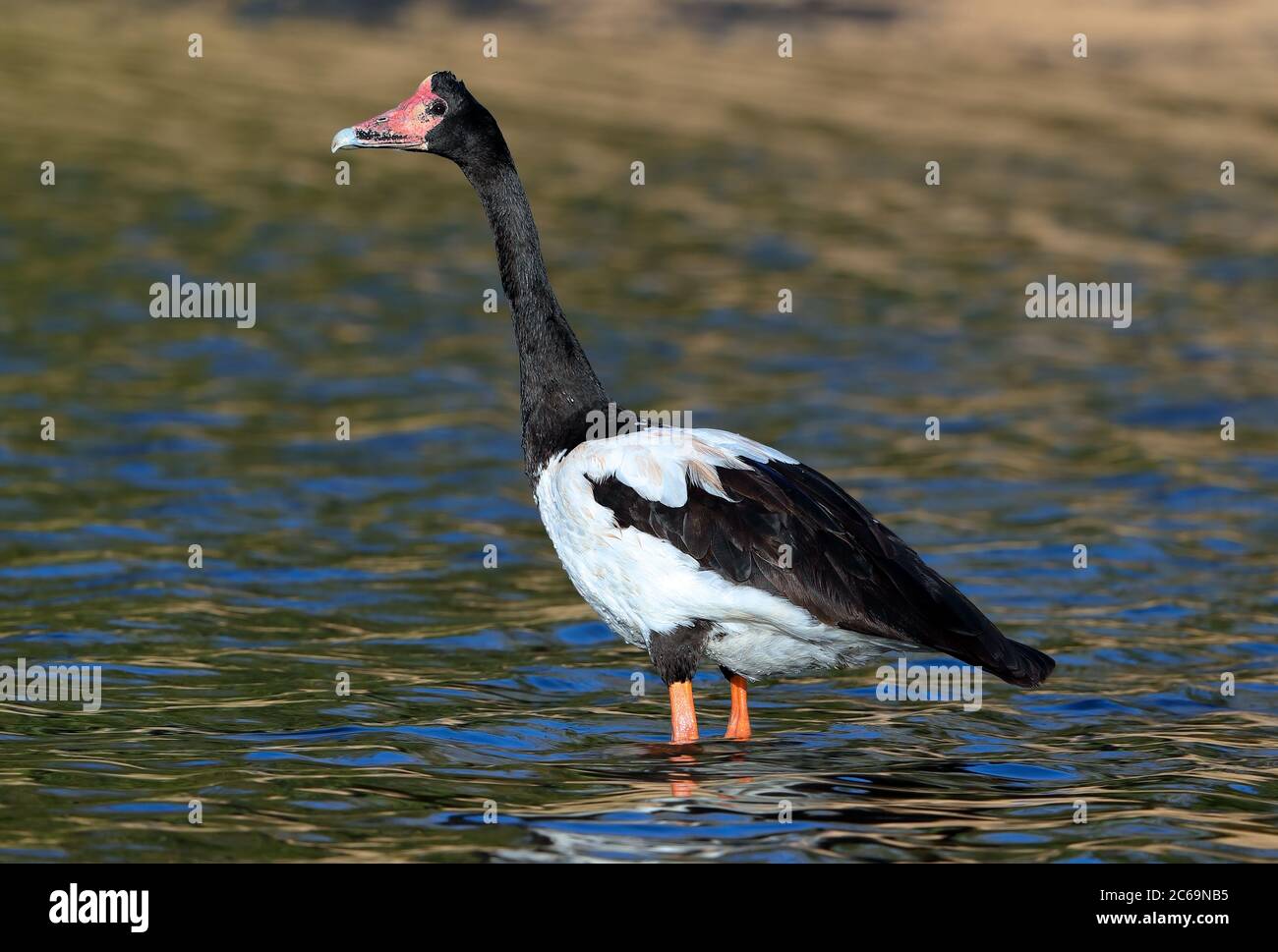 Magpie Goose (Anseranas semipalmata) dans les jardins botaniques régionaux de Mackay, Queensland, en Australie. Banque D'Images