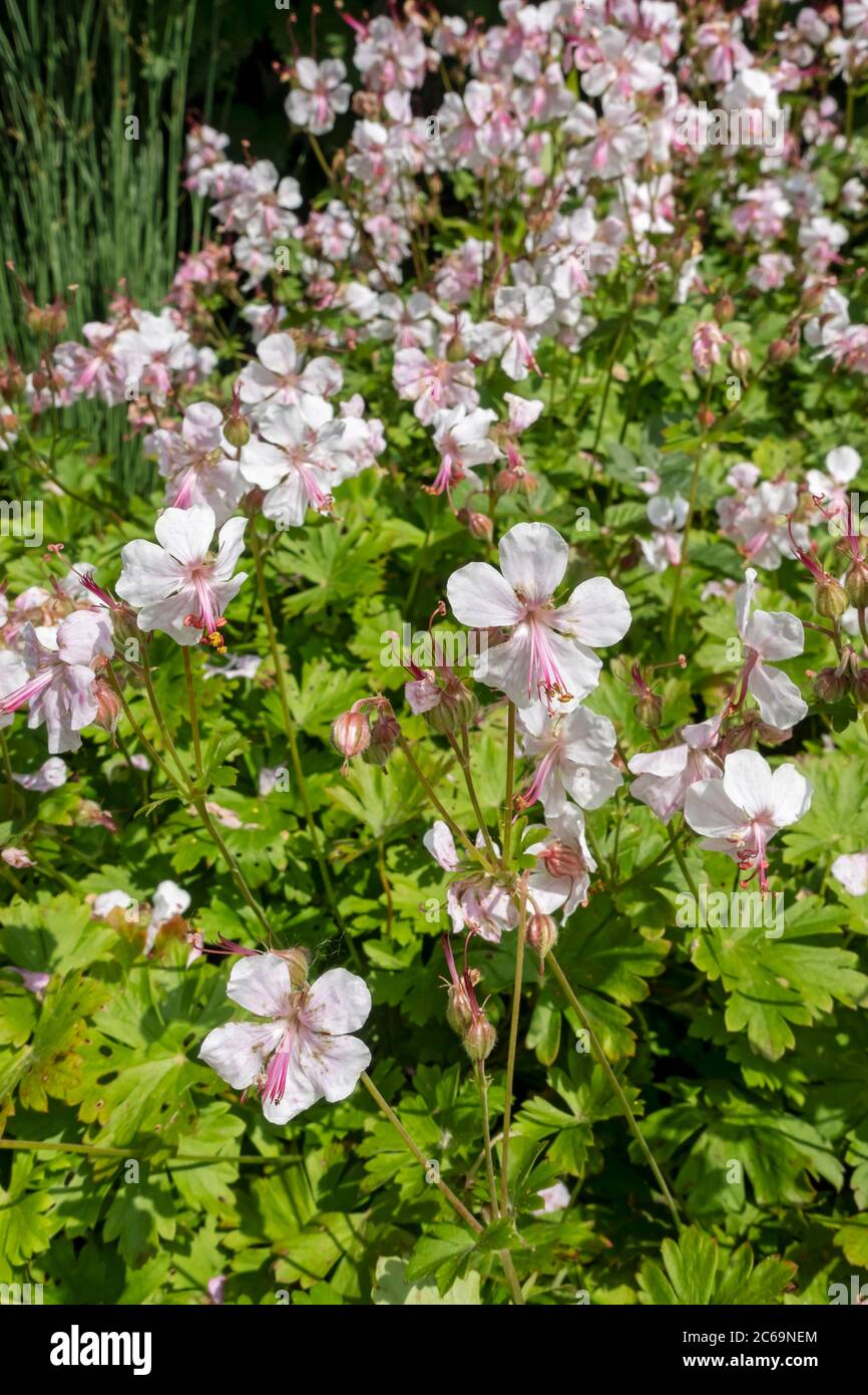 Gros plan de géranium blanc cantabrigiense 'Biokovo' cranesbill fleurs plantes plante dans le jardin en été Angleterre GB Grande-Bretagne Banque D'Images